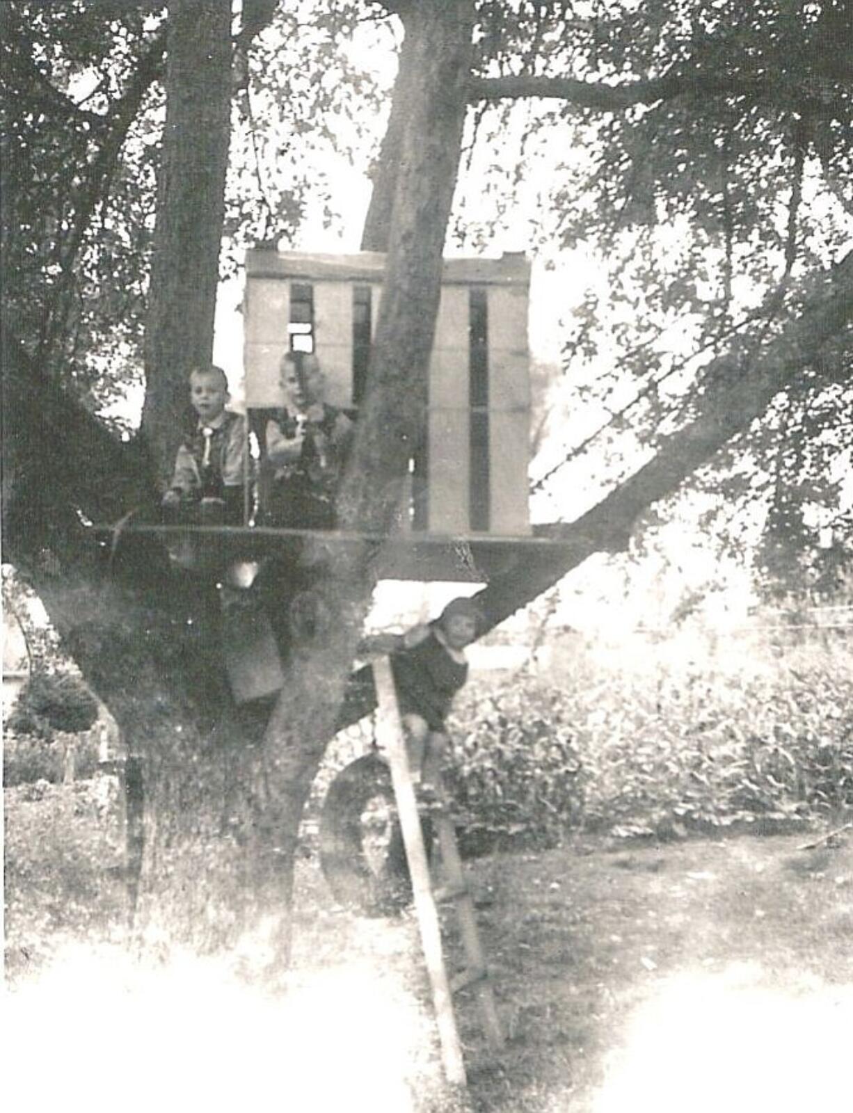 The kids' Gravenstein apple tree house -- not too far off the ground.