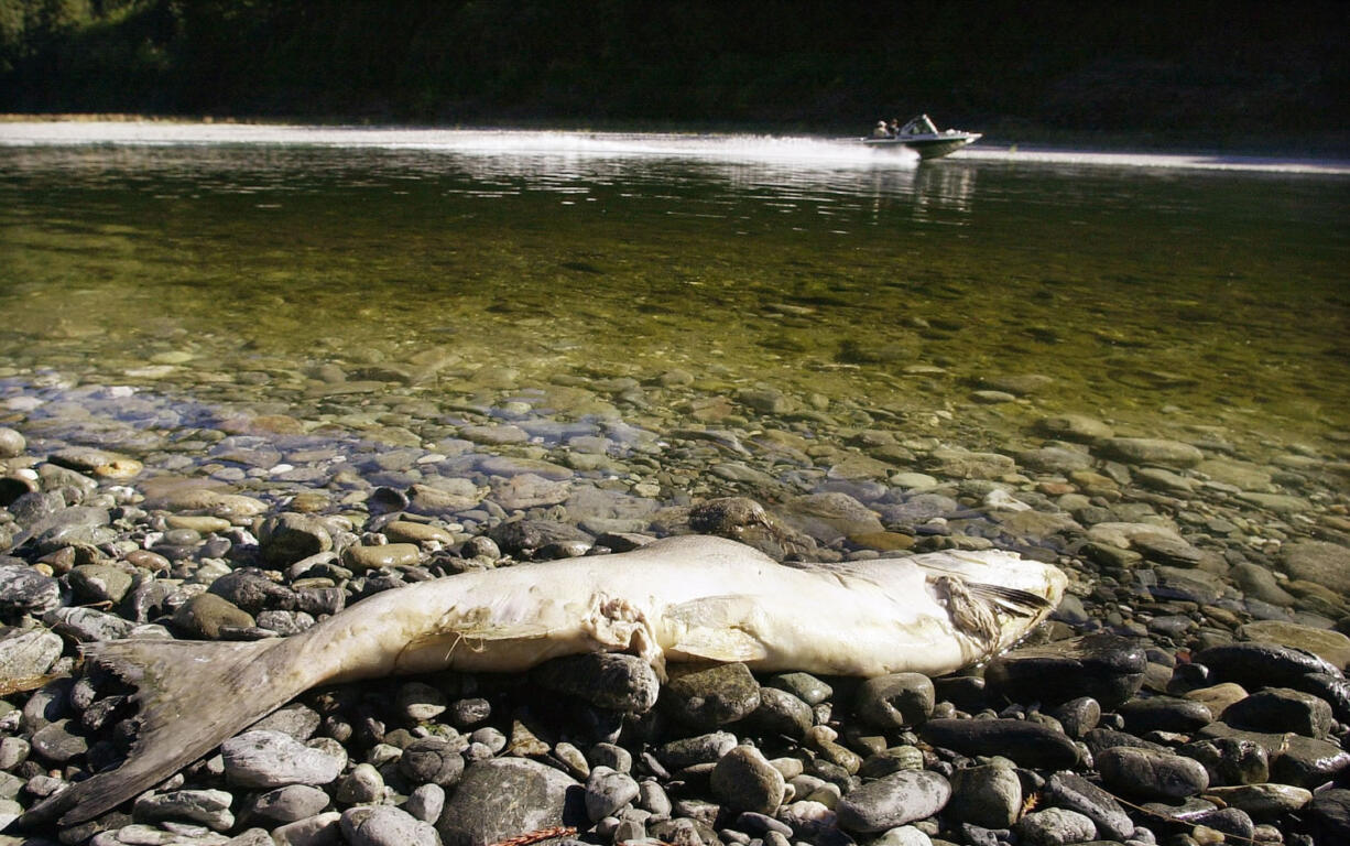 This is one of the tens of thousands of adult salmon that died on the Klamath River in Northern California when drought exacerbated chronic water quality problems in 2002.