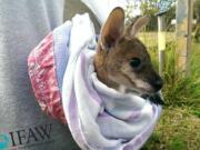 Yon Veenstra/International Fund for Animal Welfare
In the aftermath of Australian brush fires, rescuers are asking the public to donate cotton pouches for young kangaroos, called joeys.