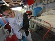 Suzie Kosina, emergency rehabilitation technician with International Bird Rescue, on Monday pulls a male surf scoter out of a box to care for it at the Hayward Regional Shoreline Park in Hayward, Calif.