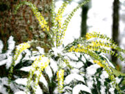 Mahonia aquifolium, or Oregon grape, shares a bouquet of yellow blooms in midwinter.