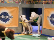 Some puppies want a timeout; others want to keep playing in the &quot;Puppy Bowl.&quot;