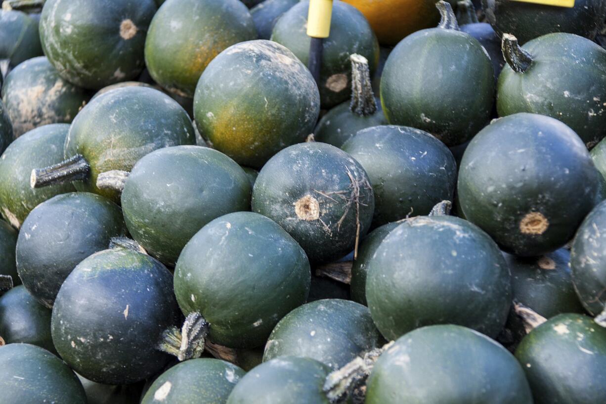 Gem squash are also known botanically as cucurbita pepo.