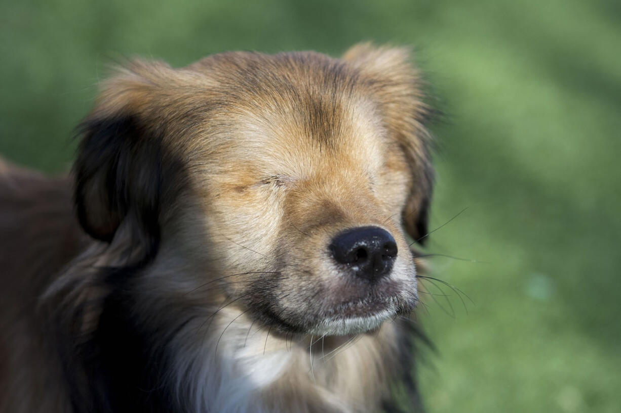 Roadrunner, a dog rescued in November, makes his first public appearance after undergoing several surgeries in Kansas City, Mo.