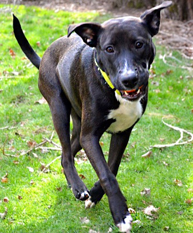 Phoebe is a pretty, 7-month-old Labrador-border collie mix. She is a very energetic girl since she is still a baby. She likes other animals and kids, and really enjoys being with people. She is house-trained and crate-trained and loves car rides.