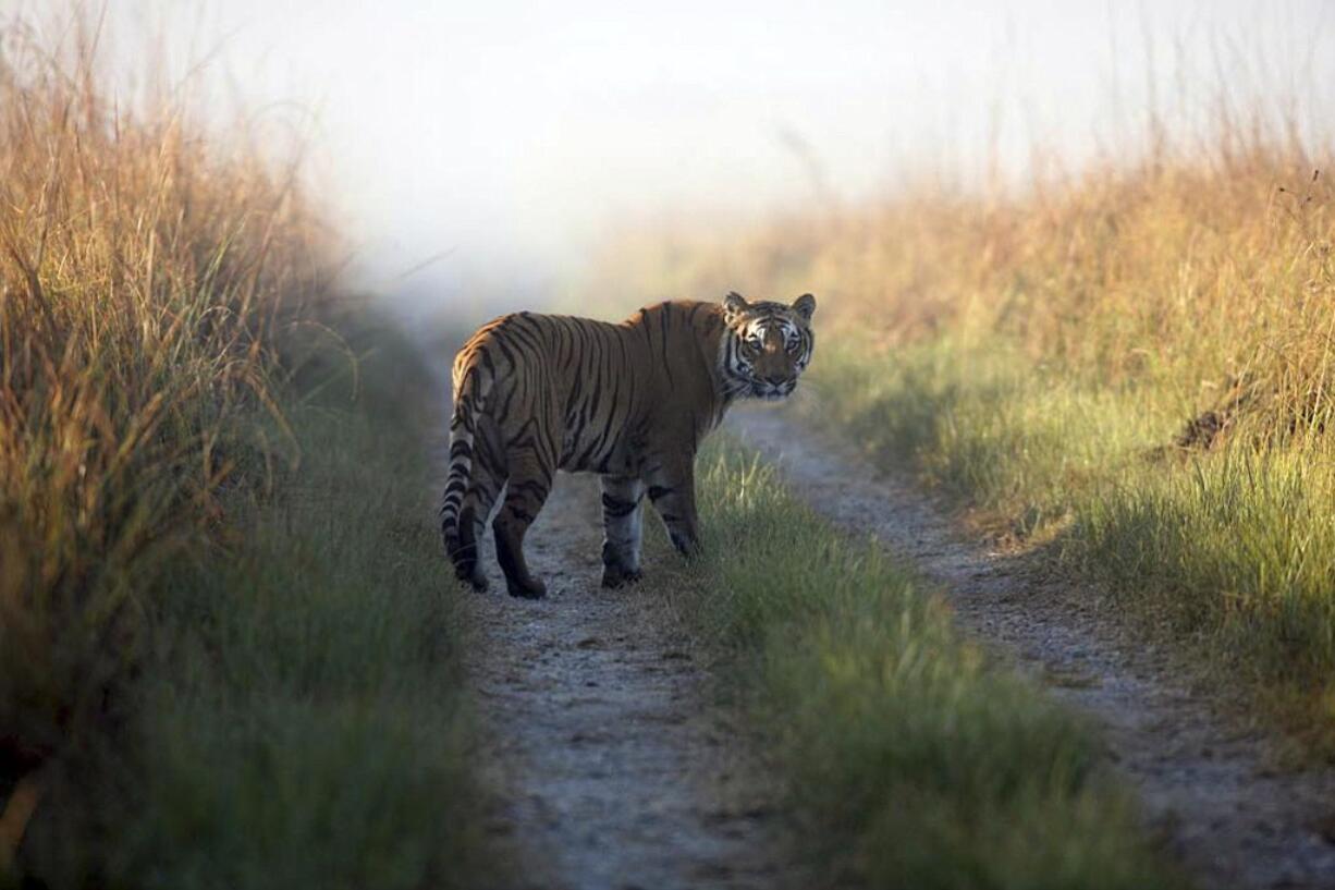 Corbett Tiger Reserve files
A tiger roams the reserve in Corbett National Park, India. Illegal poaching, loss of forest cover and the booming market for smuggled tiger parts have traditionally contributed to the decline of this wild cat.