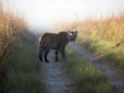 Corbett Tiger Reserve files
A tiger roams the reserve in Corbett National Park, India. Illegal poaching, loss of forest cover and the booming market for smuggled tiger parts have traditionally contributed to the decline of this wild cat.