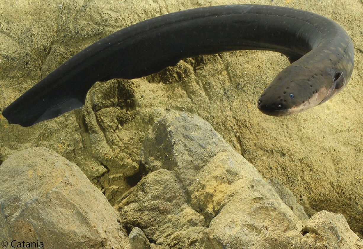 Kenneth Catania
Vanderbilt University
Electric eel shocks work a lot like a Taser or a remote control.