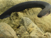 Kenneth Catania
Vanderbilt University
Electric eel shocks work a lot like a Taser or a remote control.