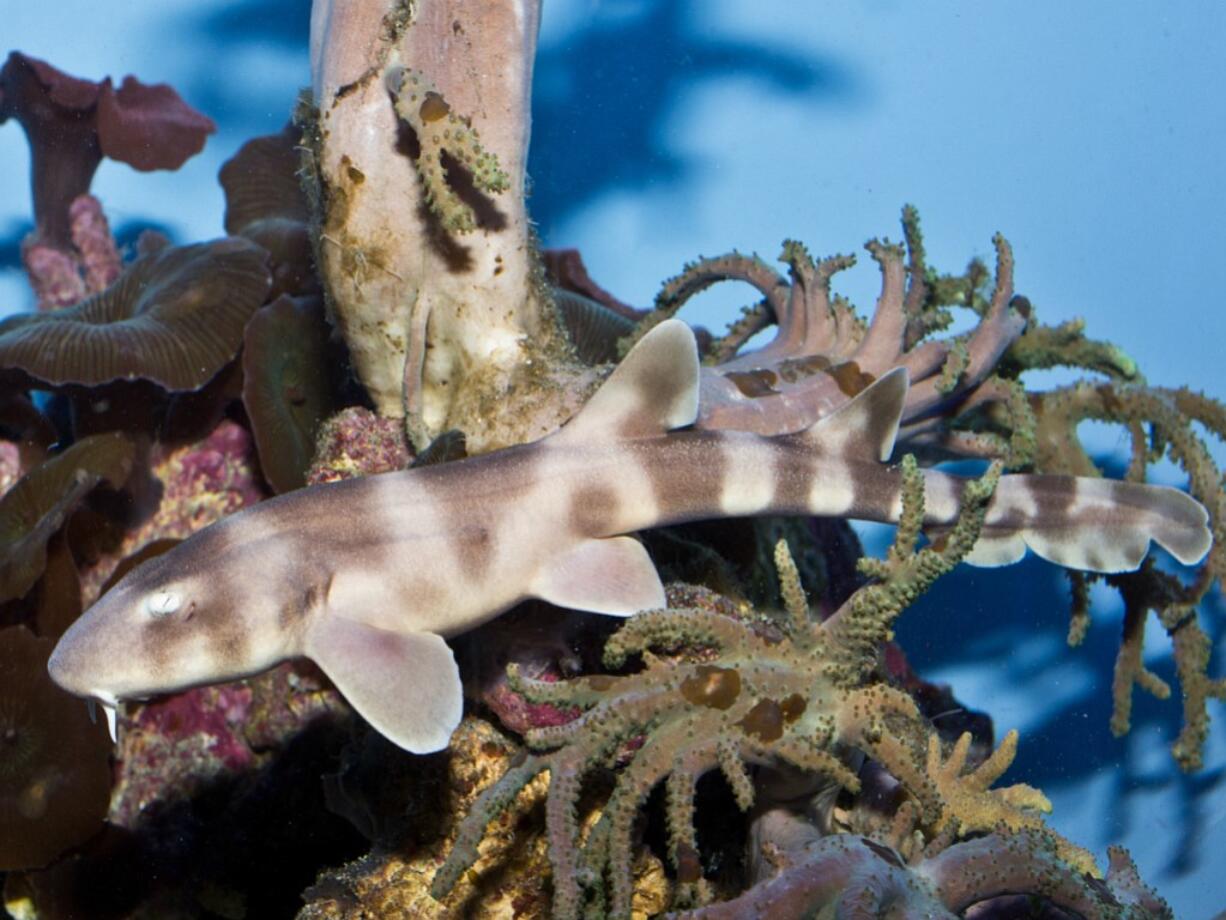 California Academy of Sciences
The brown-banded bamboo shark was born at least four years after its parents mated.