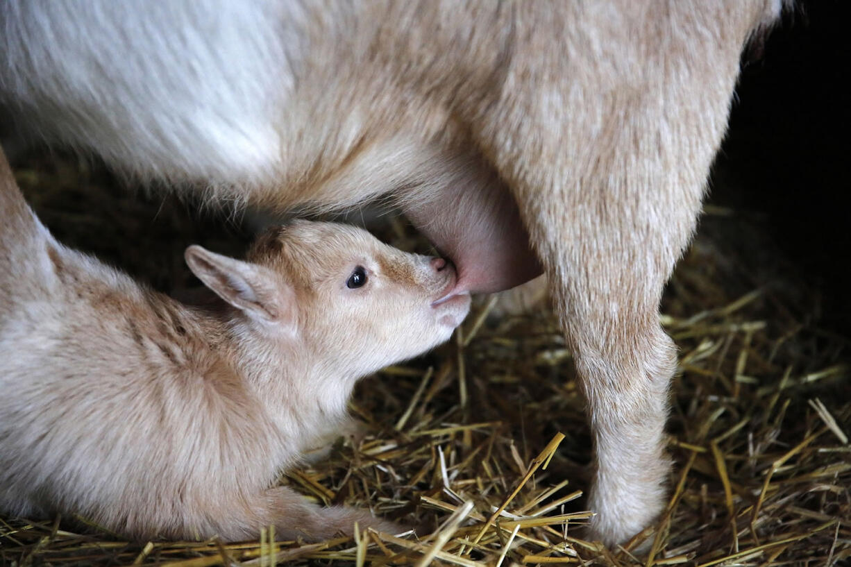 Baby goat Argyle nurses from its mother, Jane, at urban farmer Eric Staswick's home in Chicago.