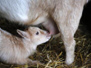 Baby goat Argyle nurses from its mother, Jane, at urban farmer Eric Staswick's home in Chicago.