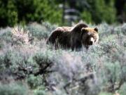 A grizzly bear passes through a meadow in Yellowstone National Park in Montana.