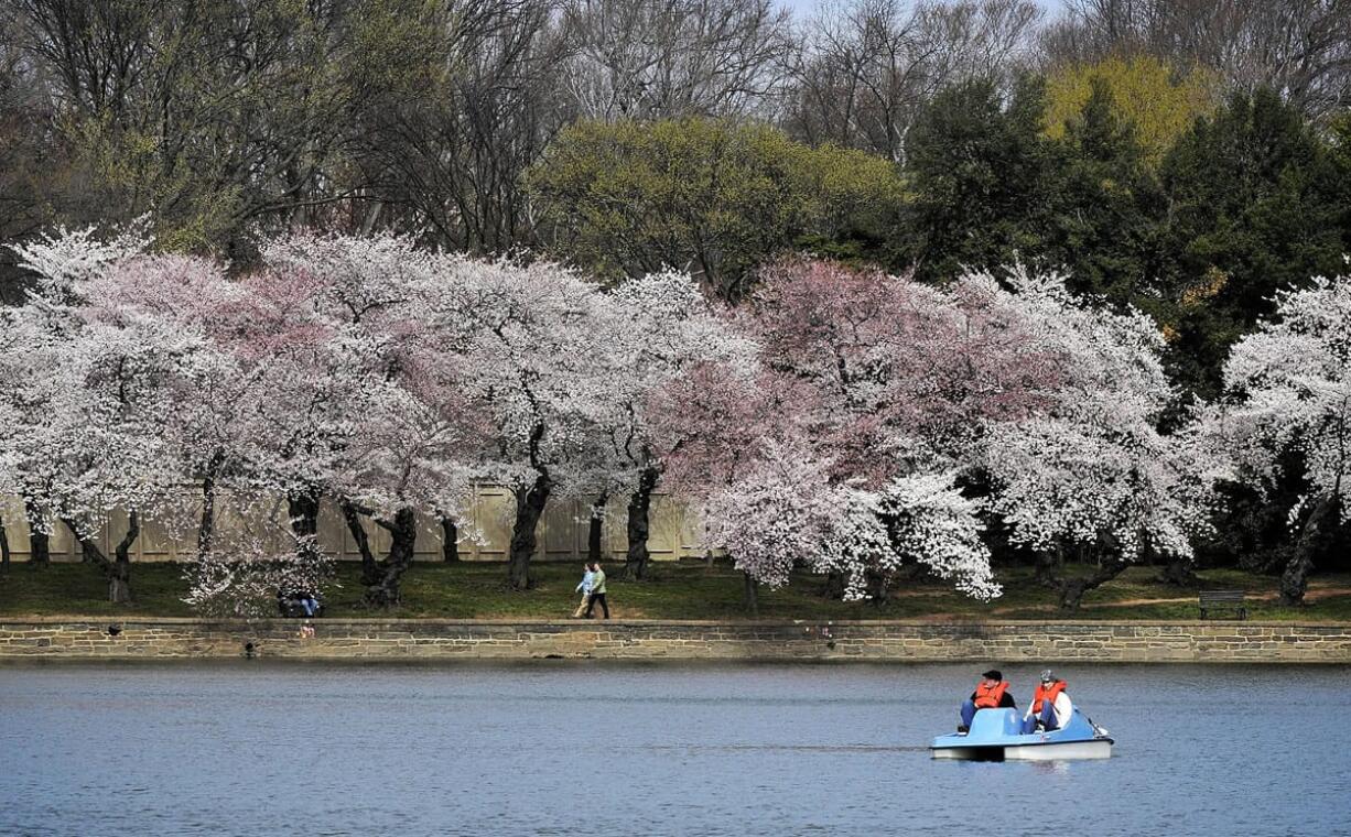 The Washington Post files
The cherry blossom trees in Washington (seen here in 2011) are expected to peak between April 11-14.