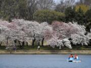 The Washington Post files
The cherry blossom trees in Washington (seen here in 2011) are expected to peak between April 11-14.