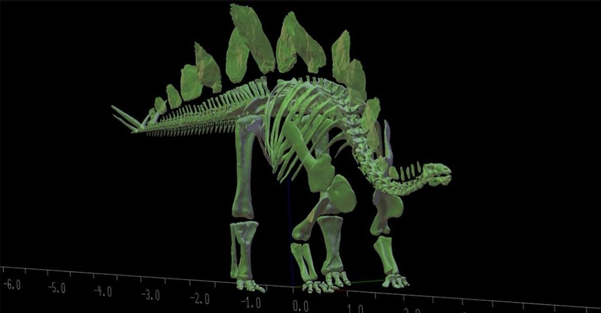 Natural History Museum of London
A 3-D model of the Natural History Museum of London's stegosaurus Sophie helped scientists determine that she weighed 3,527 pounds. The finding helps scientists determine how she might have lived.