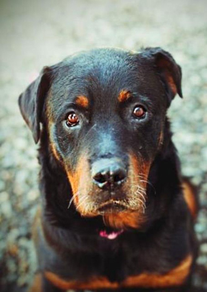 Meet Miranda, a very sweet, 7-year-old Rottweiler who would really like a second chance at happiness. She is looking for a family that she can give all of her love and devotion to, and where they can all make new memories. If you are looking for a new best friend, Miranda would love to meet you.