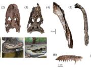 Rodolfo Salas-Gismondi; reconstructions by Javier Herbozo
Researchers uncovered fossils from seven species of crocodiles that lived together about 13 million years ago in what is now the Amazon Basin of northeastern Peru. The skulls and jaws are extremely diverse. The three newly discovered species are shown below the fossils.