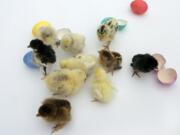 Chicks and ducklings may carry salmonella bacteria, which can cause serious infection in children and people with weakened immune systems.