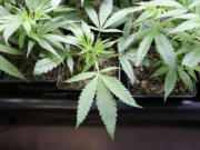 Marijuana plant starts are seen in early April at a growing facility in Seattle.