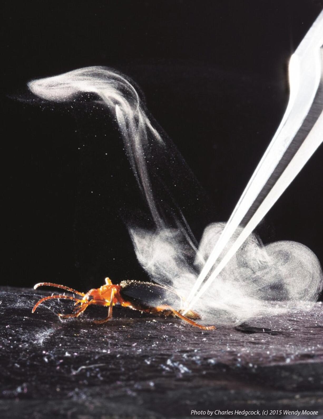 Wendy Moore/ University of Arizona
When threatened, the bombardier beetle mixes up deadly chemicals in an internal chamber, then fires the reaction off as a near-boiling, high-speed spray from its rear end.