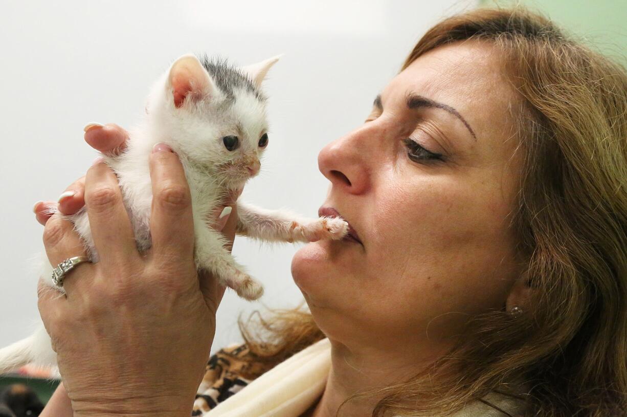 Gina St. George of Fort Lauderdale, Fla., holds her latest foster kitten, 4 1/2-week-old Derby. St. George fosters for the Cat Crusade rescue group and takes the kittens to work with her.