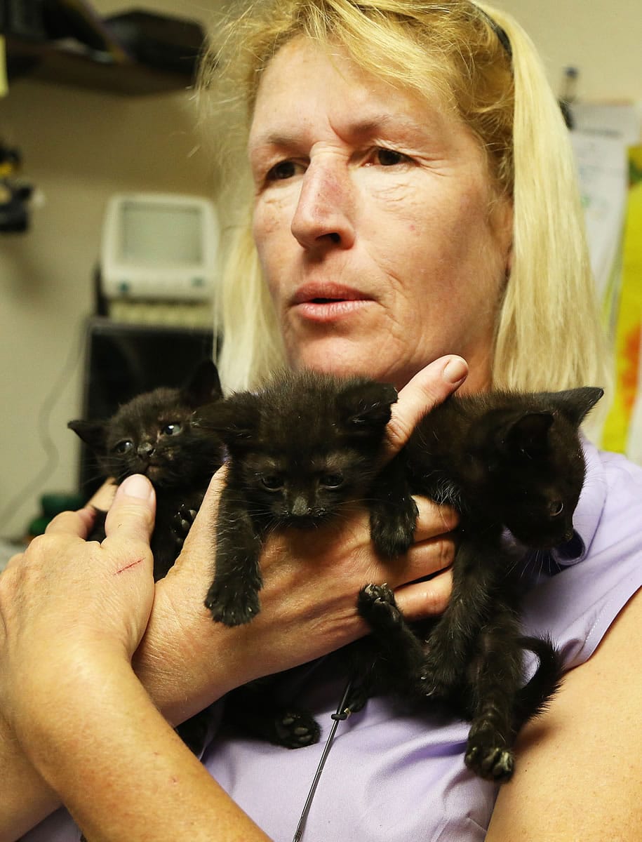 Tami Schreurs is a kitten foster mom for Peggy Adams Animal Rescue, which has an infant kitten program in Palm Beach County.