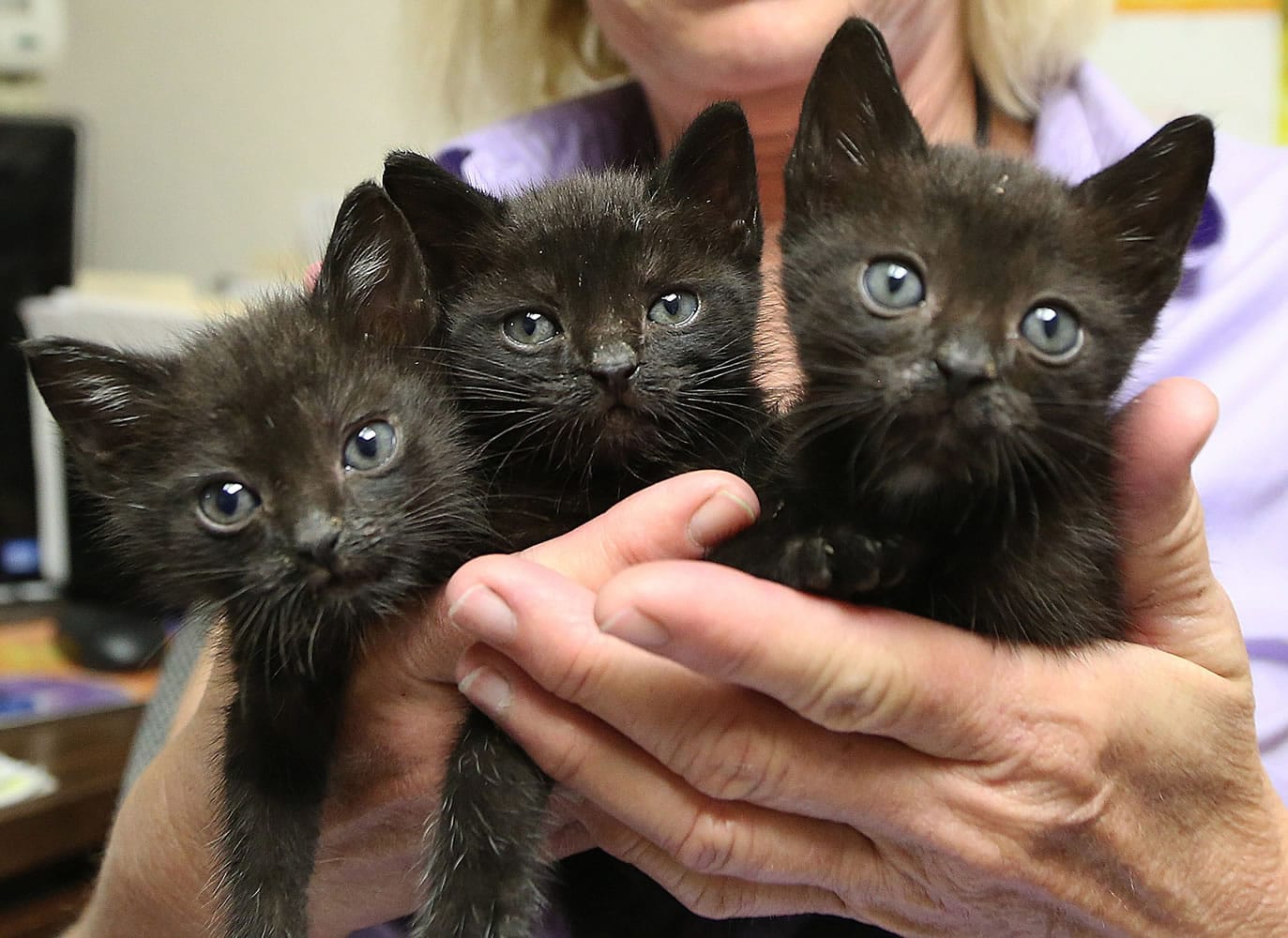 Tami Schreurs is a kitten foster mom for Peggy Adams Animal Rescue, which has an infant kitten program in Palm Beach County.