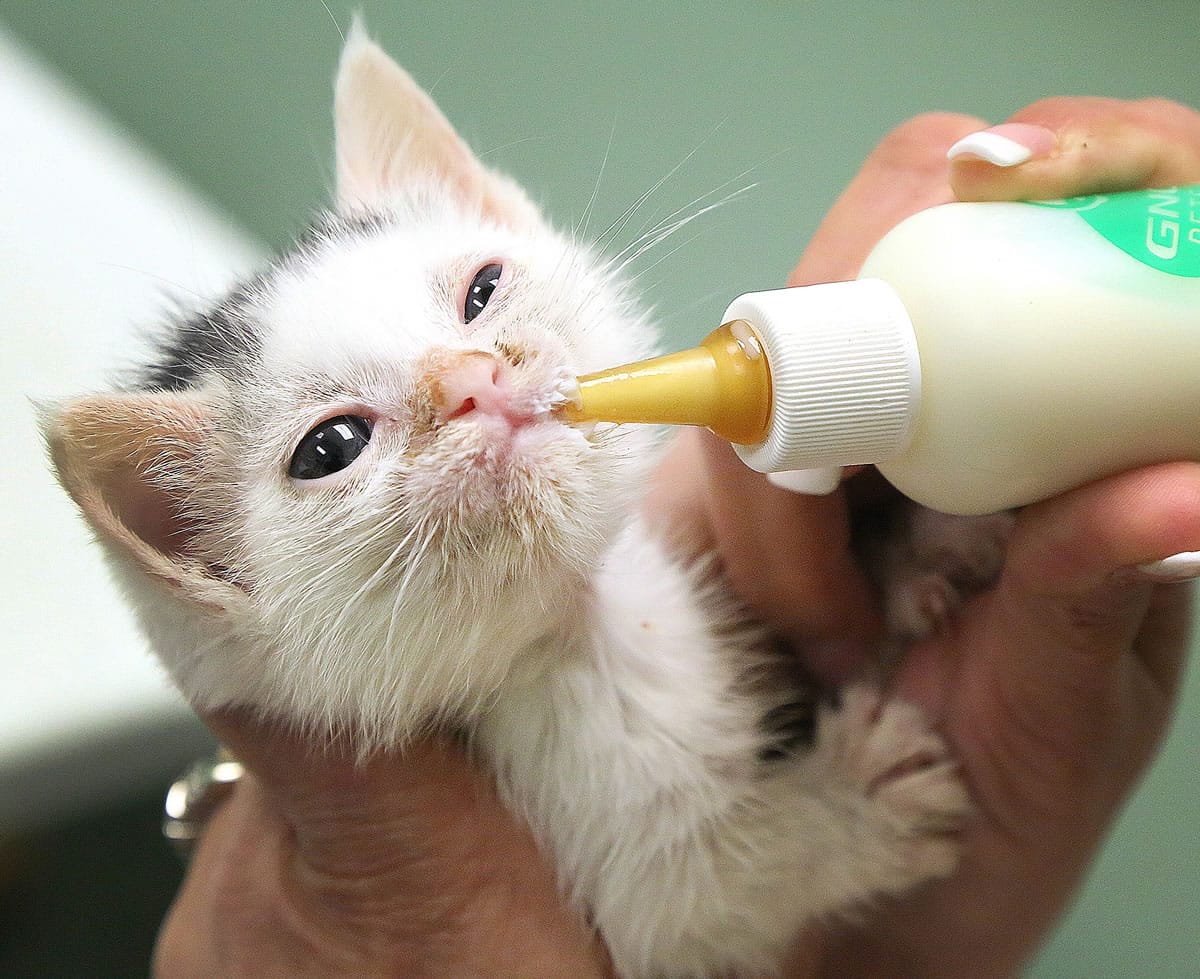 Gina St. George of Fort Lauderdale, Fla., feeds her latest foster kitten, 4 1/2-week-old Derby. St. George fosters for the Cat Crusade rescue group and takes the kittens to work with her.