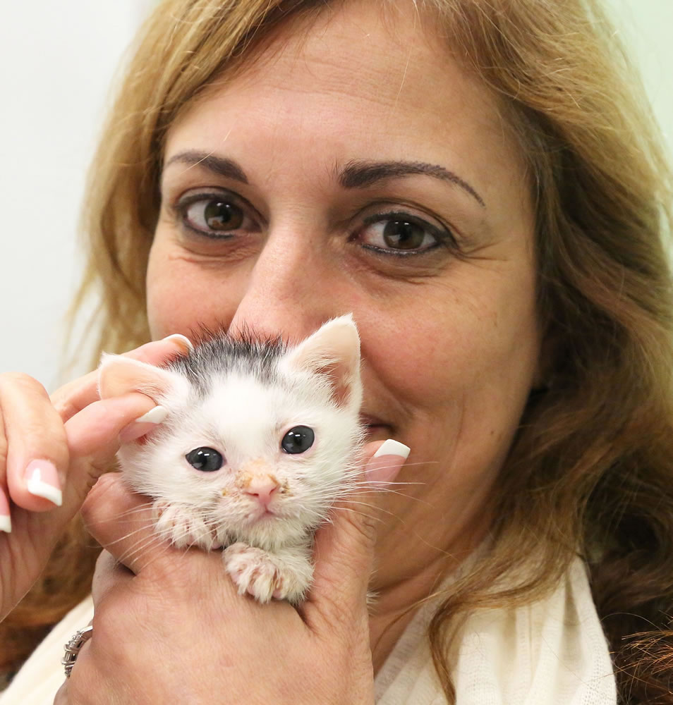 Gina St. George of Fort Lauderdale, Fla., holds her latest foster kitten, 4 1/2 -week-old Derby. St.