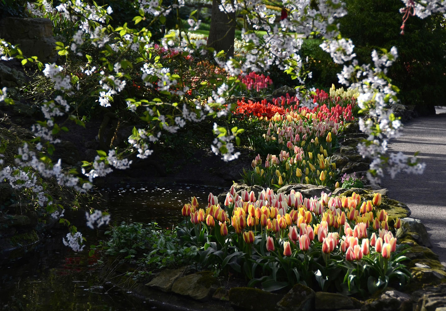 Doug Oster/Pittsburgh Post-Gazette
Tulips are framed by a flowering crabapple tree at Keukenhof in Holland, which displays over 7 million bulbs.