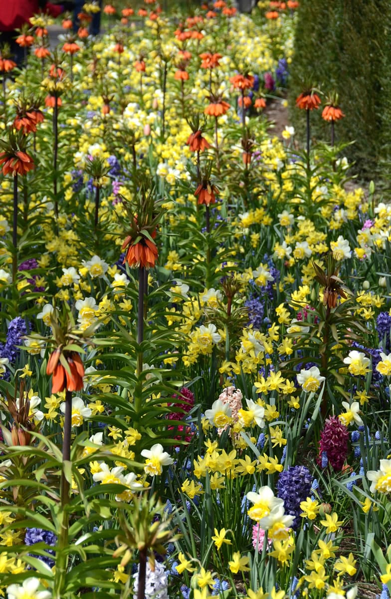 Just one of many beds filled with an assortment of different spring flowering bulbs at Keukenhof in Holland, which displays over 7 million bulbs and is only open for eight weeks when the spring flowers are at their peak.