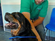 Joshua Edwards reunites with his Rottweiler, Duke, after an eight-year absence, at the Tamiami Animal Hospital in Miami on Tuesday.