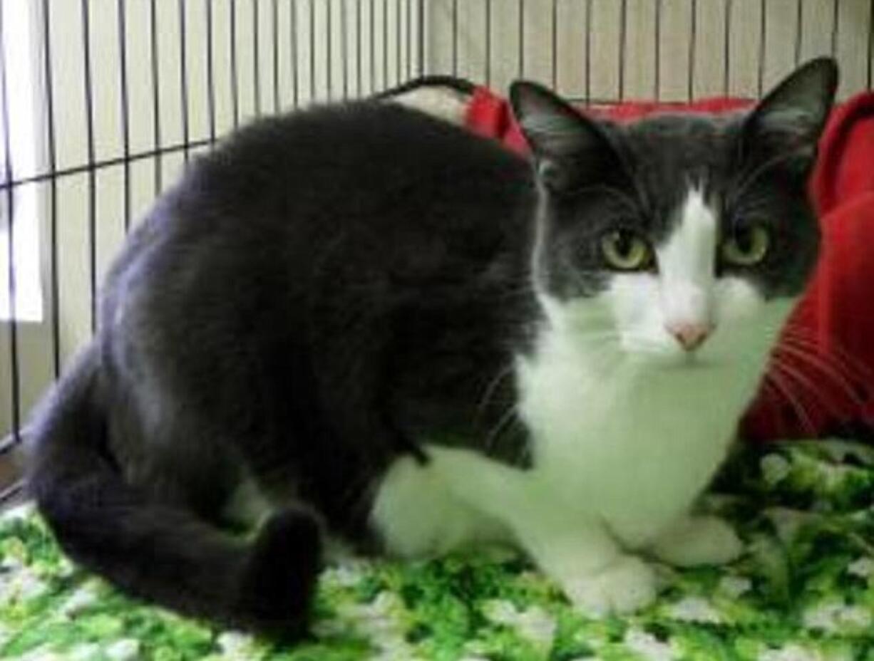 Lofty is a very sweet 4-year-old shorthaired tuxedo. He has been part of our Larch Correctional Cat Adoption Program.