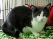 Lofty is a very sweet 4-year-old shorthaired tuxedo. He has been part of our Larch Correctional Cat Adoption Program.