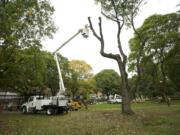 A crew from Arborscape removes two large maple trees from Esther Short Park in October.