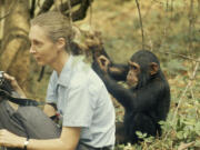 Derek Bryceson/National Geographic Creative
As a younger woman, Jane Goodall changed research by treating animals -- such as this chimpanzee, named Freud -- as individuals.