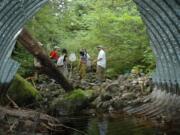 Culverts are among the most common type of barrier for fish on Washington waterways.