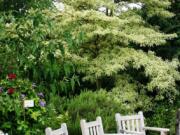 Robb Rosser
Planted as a focal point, the variegated Pagoda Dogwood is a classic plant splurge.