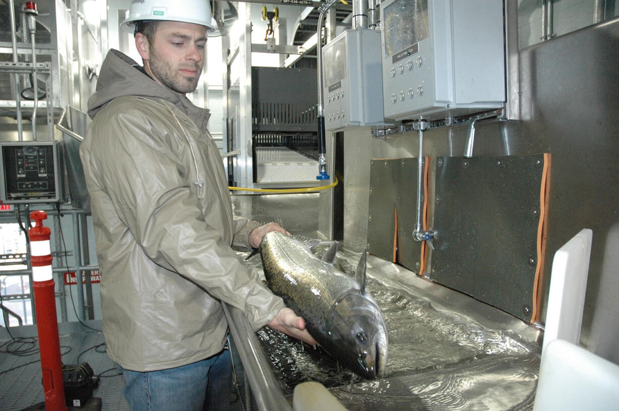 Tyler McClure of Meridian Environmental handles a spring chinook in late April at the fish collection facility at Merwin Dam.