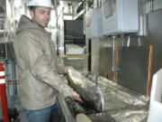 Tyler McClure of Meridian Environmental handles a spring chinook in late April at the fish collection facility at Merwin Dam.