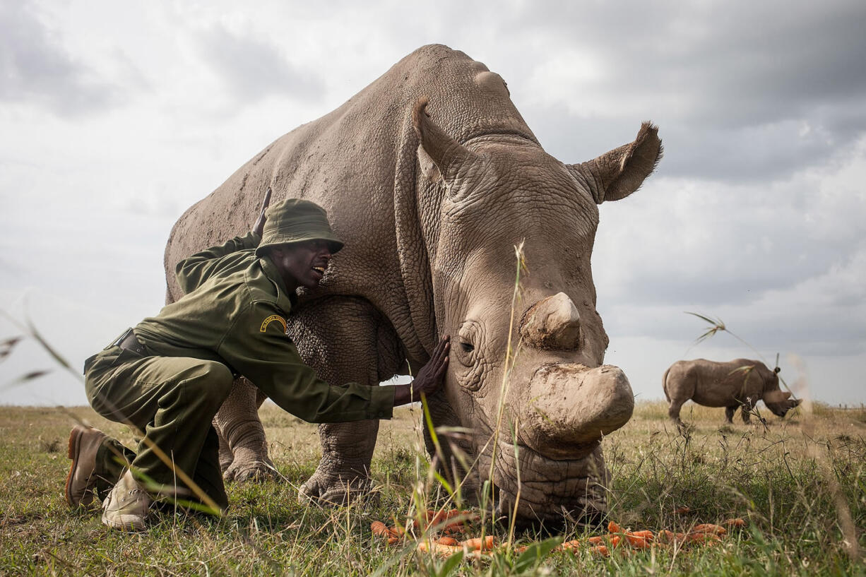 Mohammed Doyo, head caretaker, caresses Najin, a female northern white rhino. Just one elderly male remains.