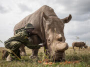 Mohammed Doyo, head caretaker, caresses Najin, a female northern white rhino. Just one elderly male remains.