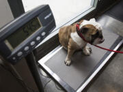 A veterinarian assistant weighs a bulldog, Biff, at DTLAvets in Los Angeles. According to the latest study from the Association for Pet Obesity Prevention, more than 50 percent of the nation's cats, and dogs, are overweight.