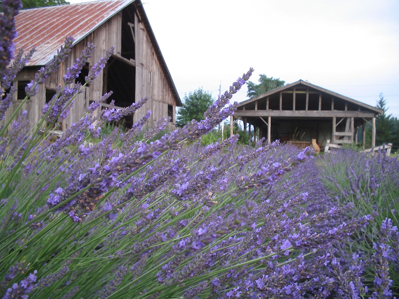 Lavender Festival will feature crafts, music and multiple uses for lavender at Heisen House Vineyards in Battle Ground.