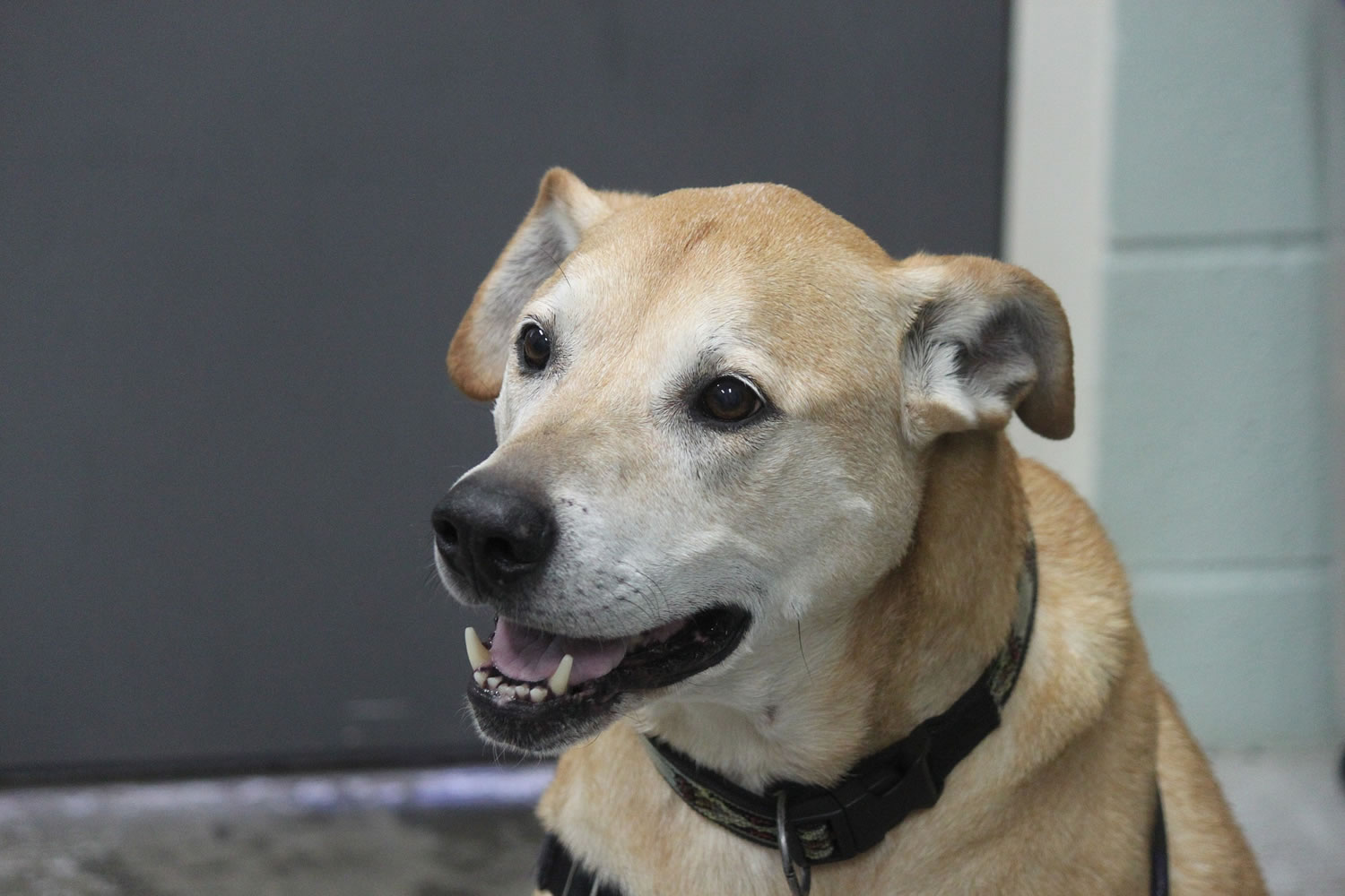 Kona is a 10-year-old yellow Lab. He would thrive in an adult-only home. He has been receiving quality, individual training and he is responding wonderfully. These pets are among those available for adoption from 9 a.m. to 1 p.m. Monday through Sunday (or by appointment) at West Columbia Gorge Humane Society, 2675 S. Index St., Washougal. Adoption fees include spay/neuter, microchip, vaccinations and flea treatment.