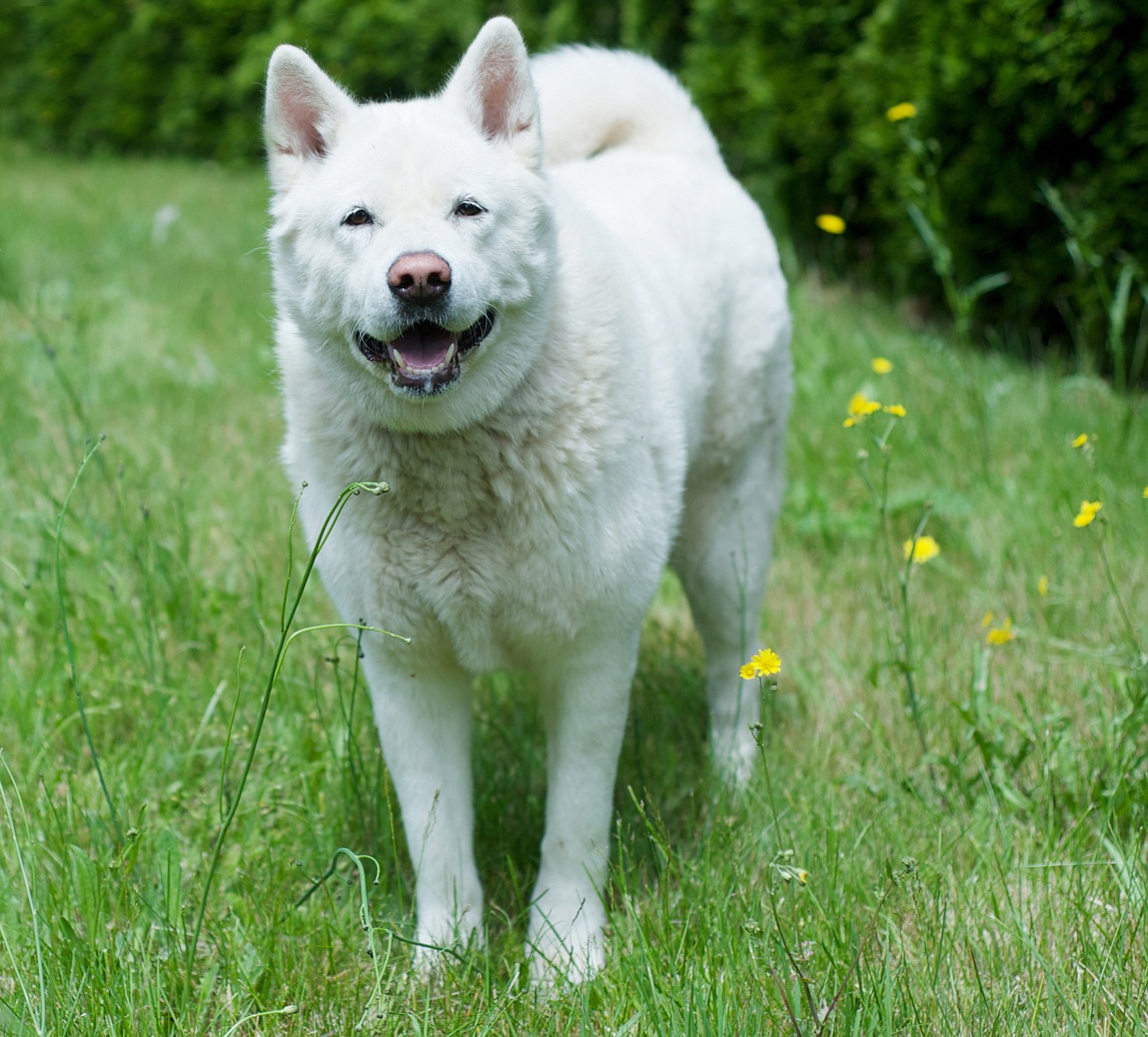 Kira is a 6-year-old Akita. She is kind and socialized. Kira would be a great dog for a family with children older than 6. Other medium or large dogs would be great to play with, too.