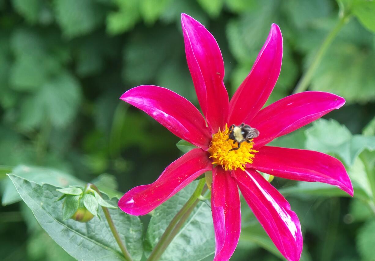 Robb Rosser
The crimson flowering dahlia &quot;Bright Eyes&quot; draws an audience in the southern flower border of Fort Vancouver Garden.