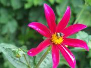 Robb Rosser
The crimson flowering dahlia &quot;Bright Eyes&quot; draws an audience in the southern flower border of Fort Vancouver Garden.