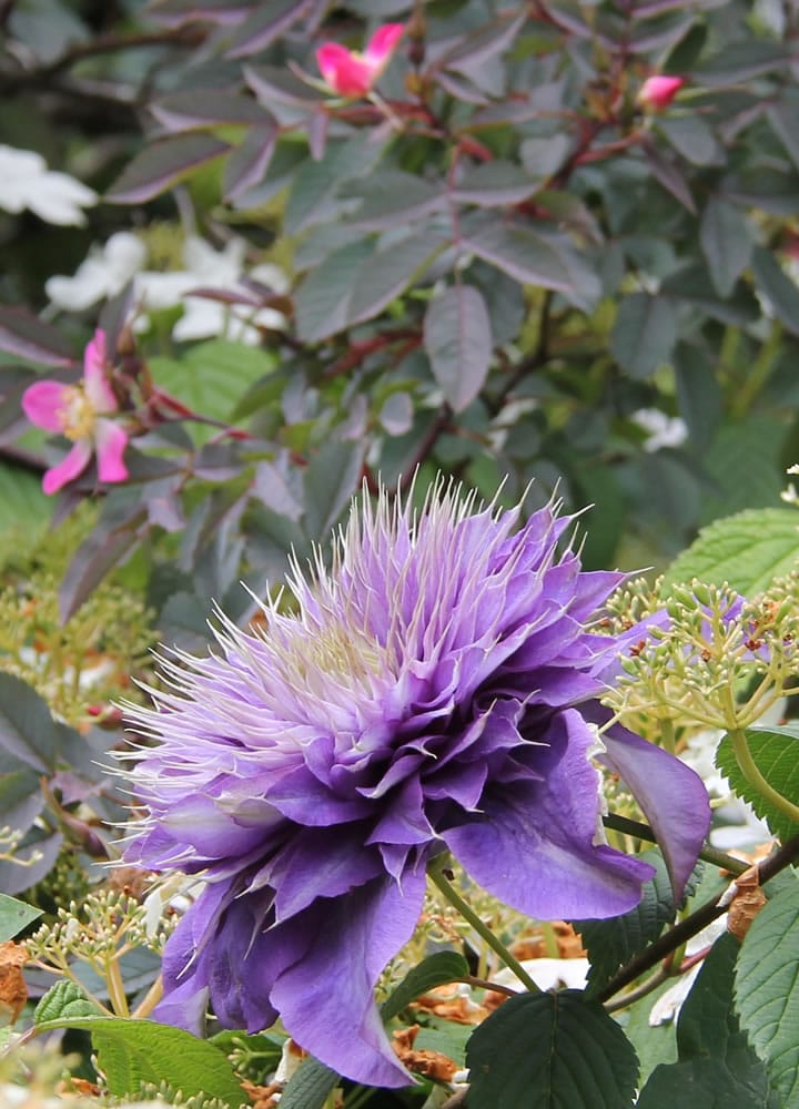 Rosa glauca serves as a dramatic backdrop to the early summer blooming Clematis u201cMulti-Blue.u201d